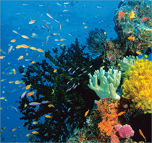 A reef with multitudes of colorful coral and marine life swimming at the left.