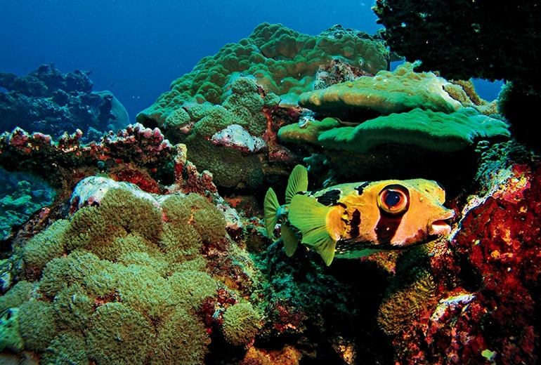 A black and yellow striped fish darts through a cluster of coral.