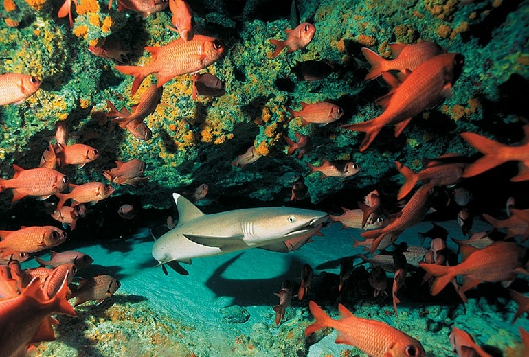 A small shark disturbs a school of colorful orange fish under an overhanging wall of coral.