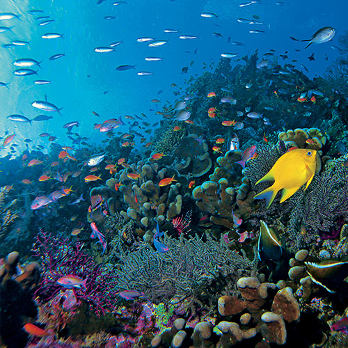 A coral reef and several tropical fish.