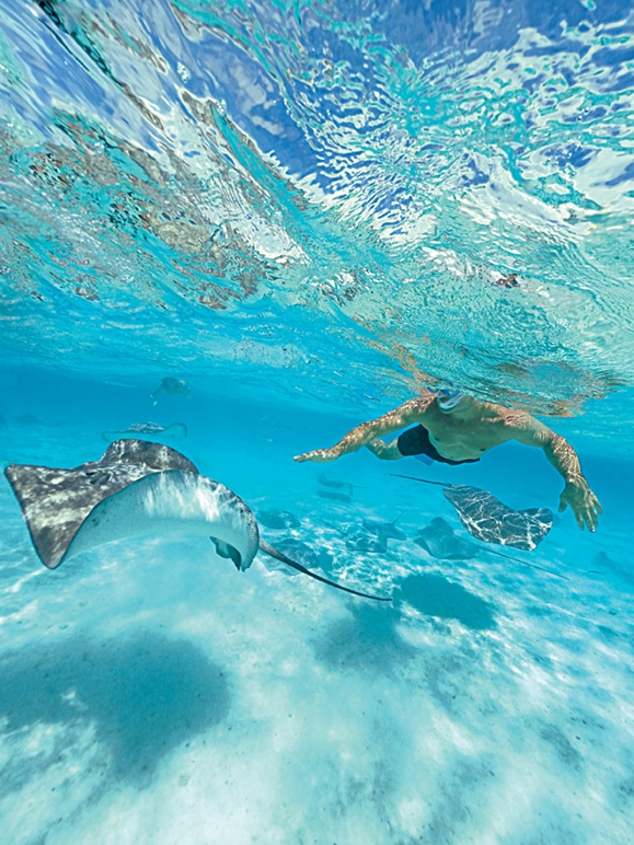 stingray in blue lagoon