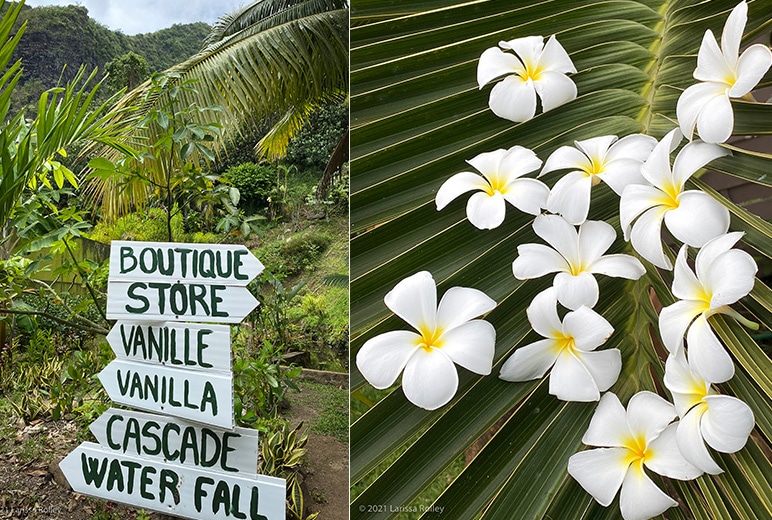 Larissa Rolley, plumeria signage