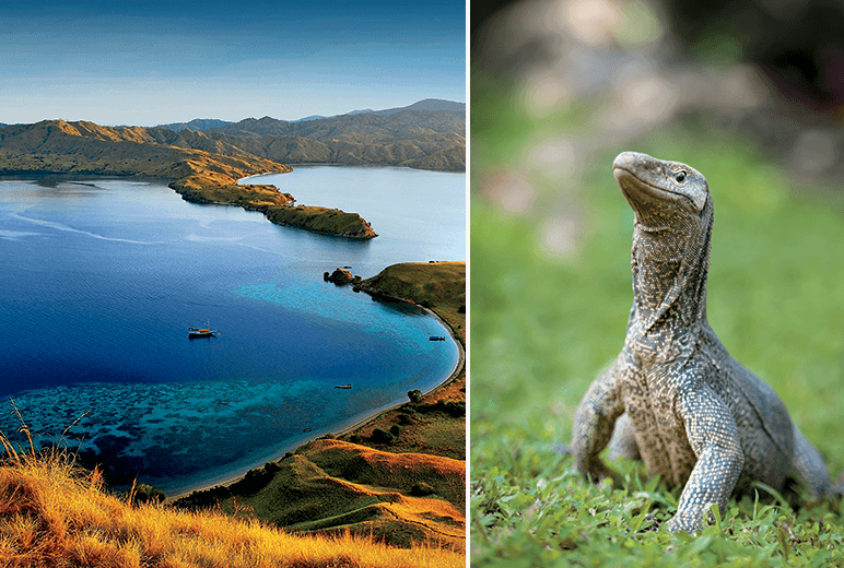 Paul Gauguin Cruises | Komodo Island and the komodo dragon in Indonesia 