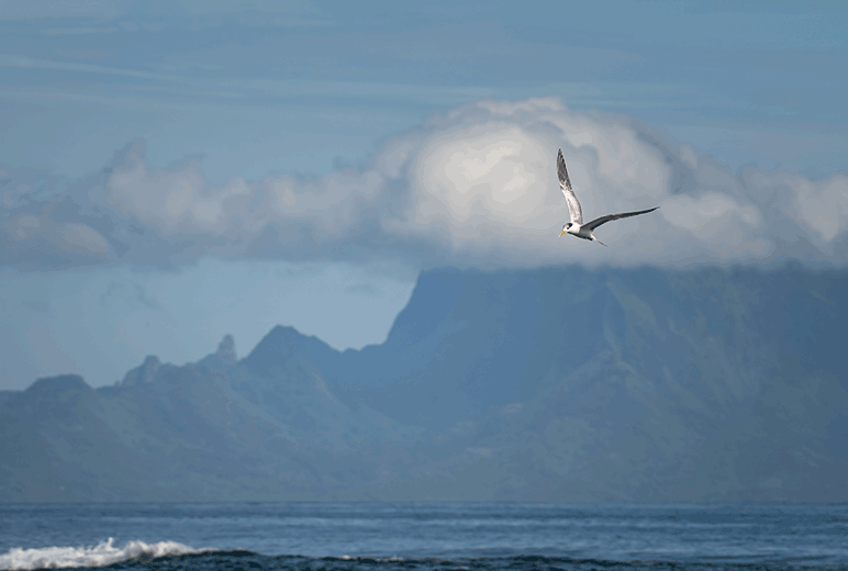 Seagull flies over the beaches of Tahiti