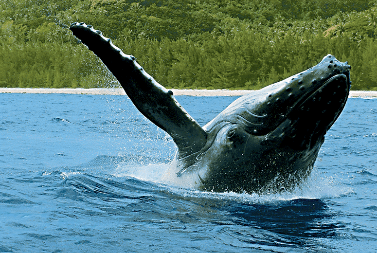 Paul Gauguin Cruises | Whale breaching in French Polynesia